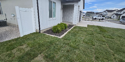 Lush backyard with varied plants and hardscaping