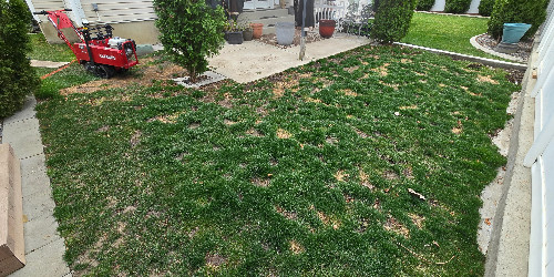 Lush backyard with varied plants and hardscaping